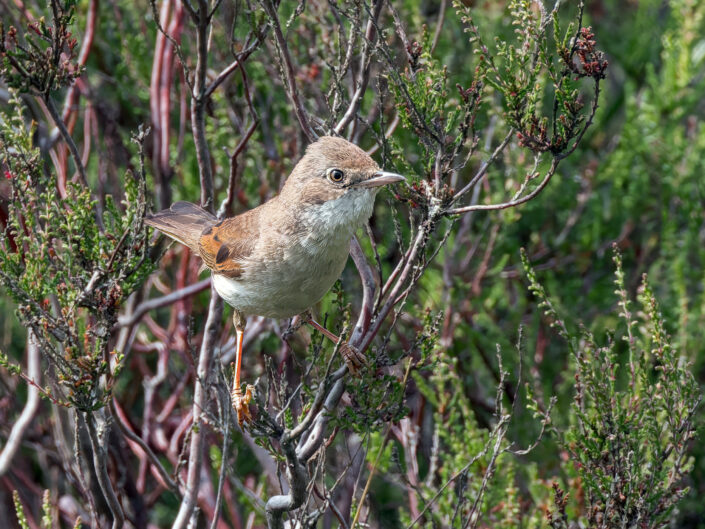 Common whitethroat