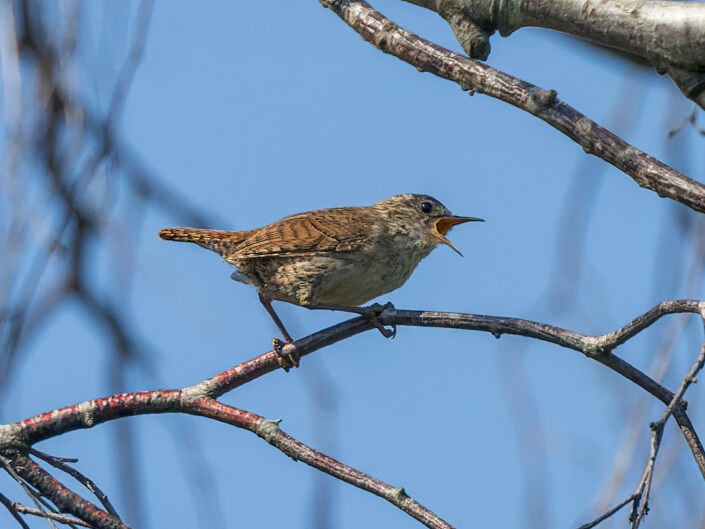 Eurasian wren