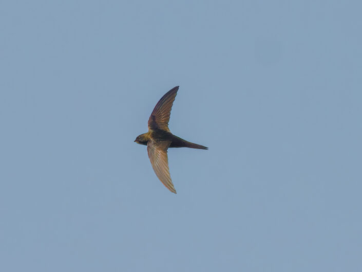 Common swift