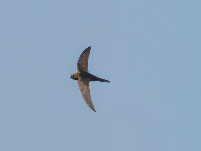 Common swift
