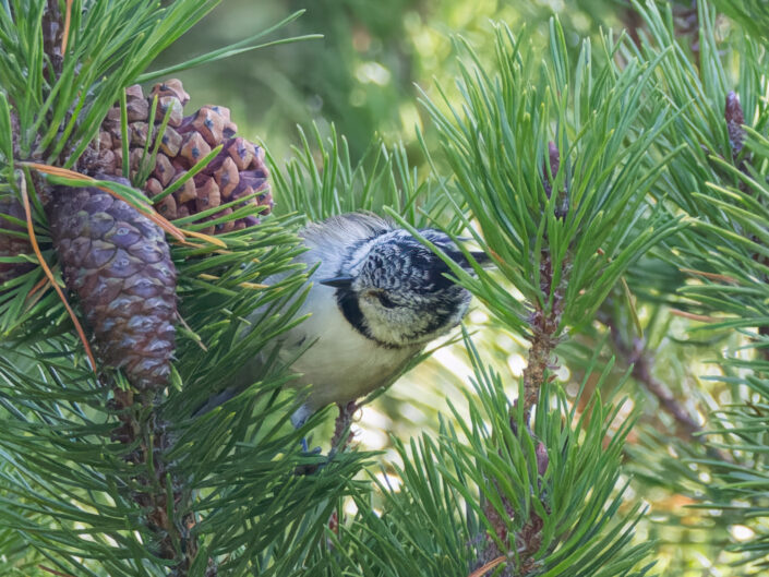 Crested tit