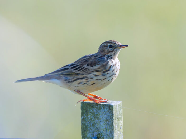 Meadow pipit