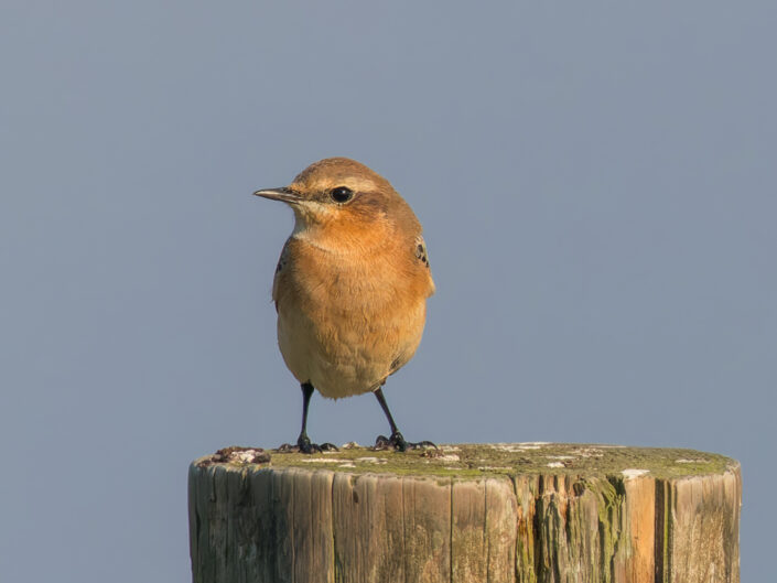 Northern wheatear