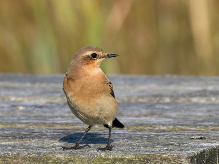 Northern wheatear