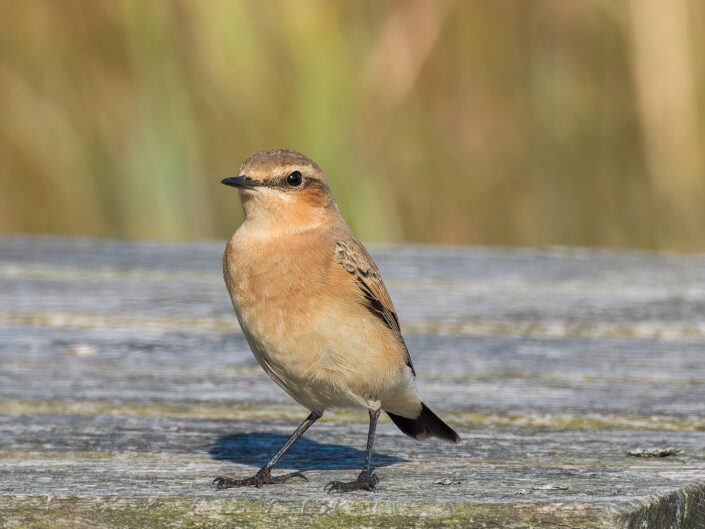 Northern wheatear