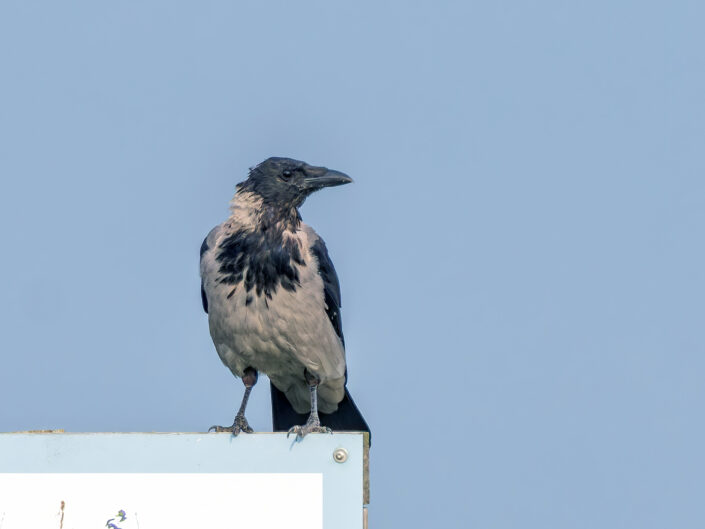 Carrion crow