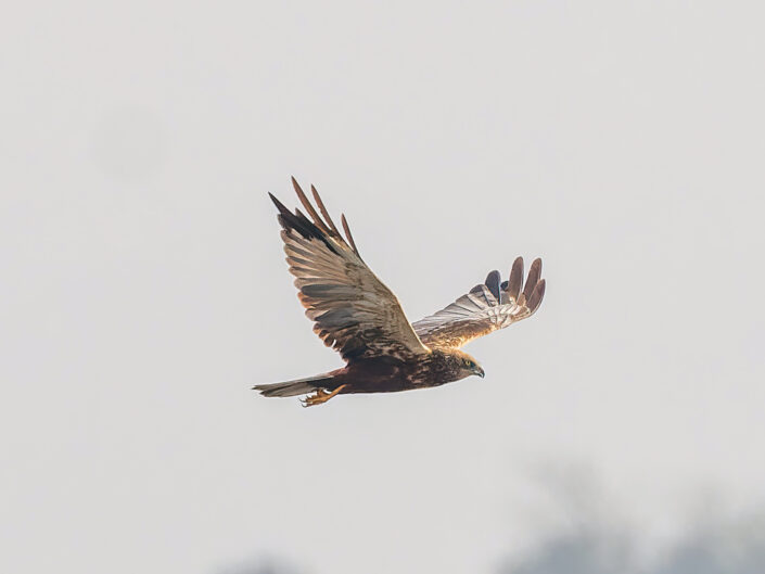 Western marsh harrier