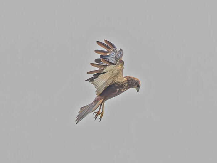 Western marsh harrier