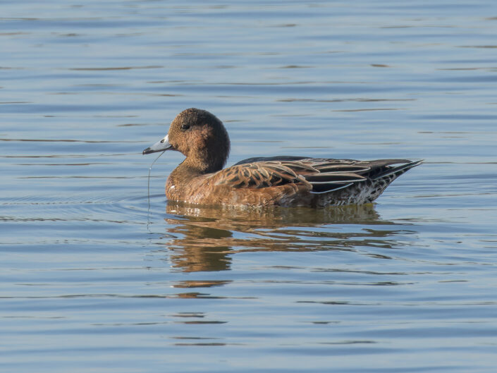 Eurasian wigeon