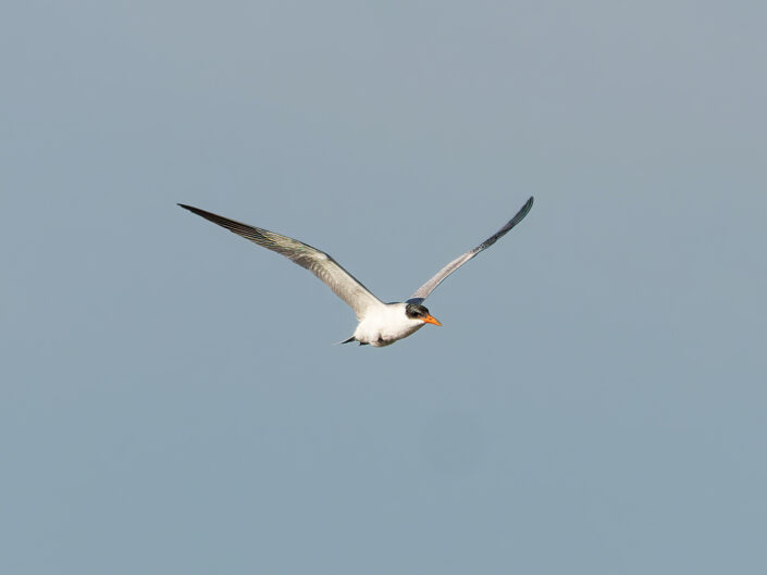 Caspian tern