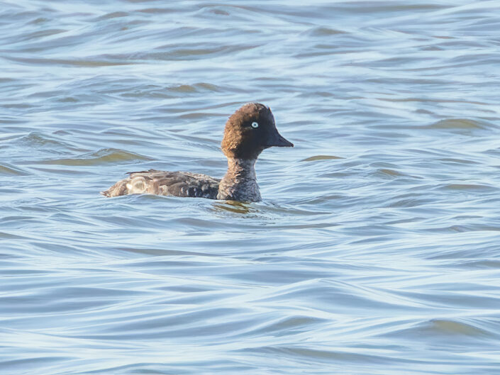 Common goldeneye