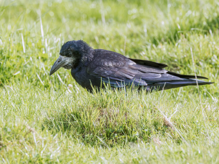 Rook