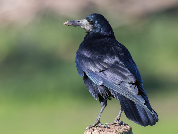 Rook